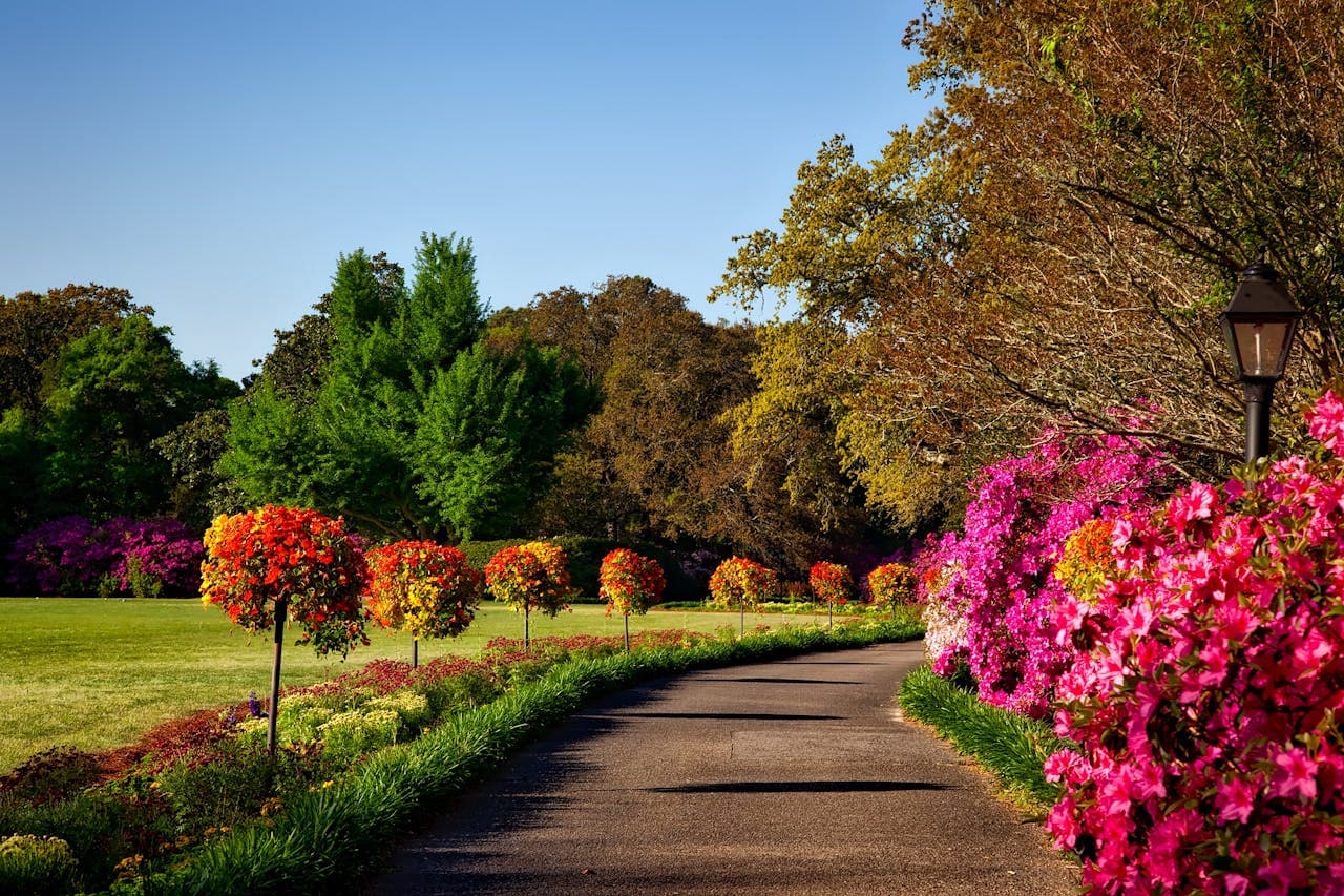 Concrete pathway bordered by spring flower beds