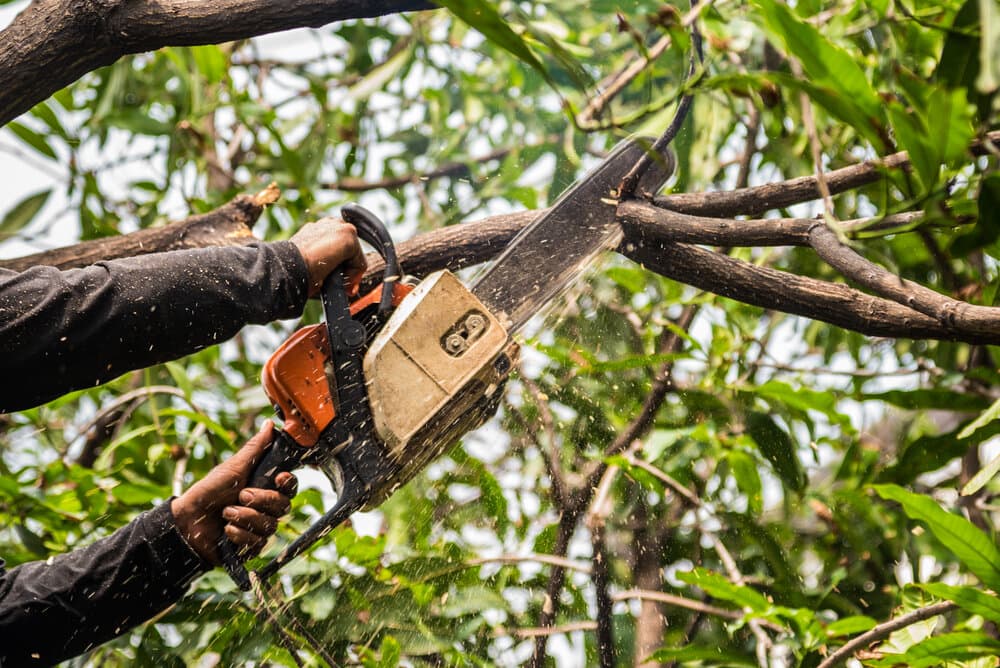 Arborist trimming a large tree with a chainsaw on a residential property